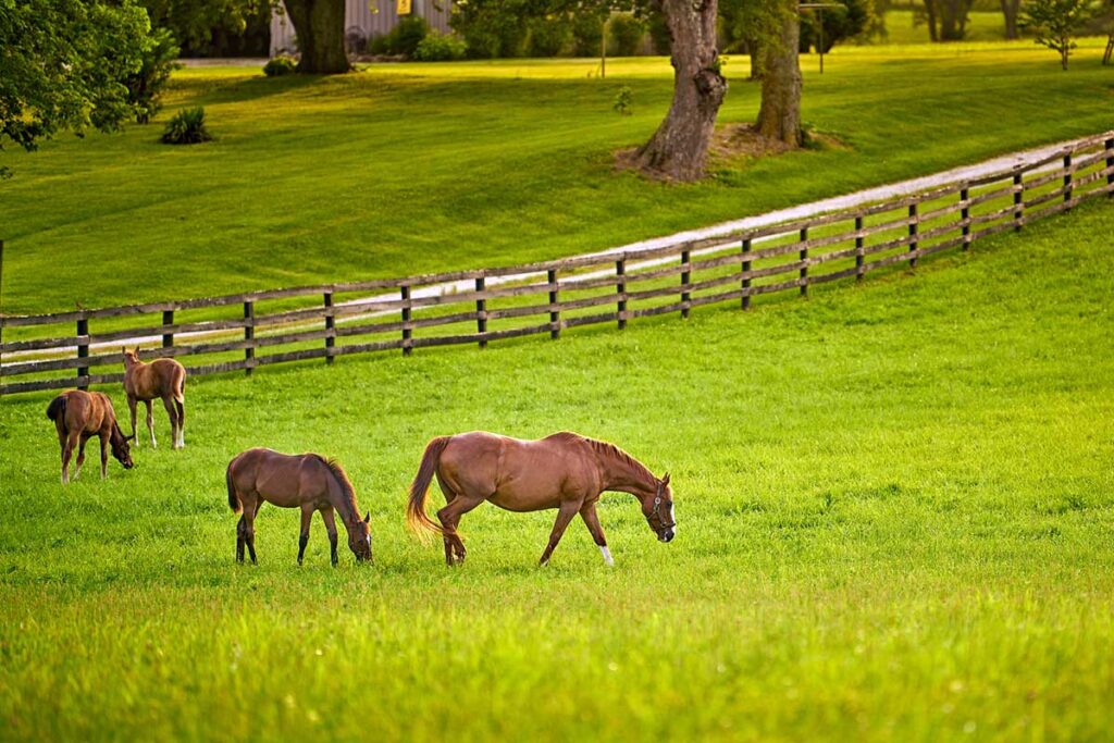 A chestnut thoroughbred mare and three foals graze in a green pasture