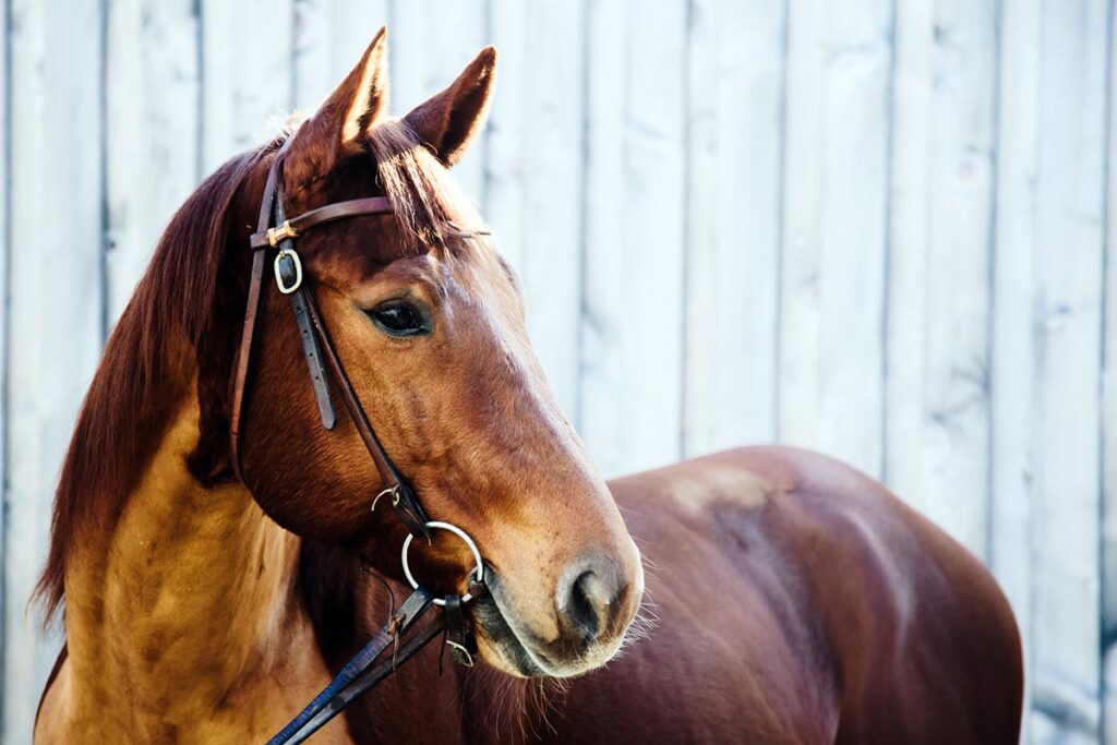 A bay quarter horse being measure for horse bit fit wears a classic western snaffle bridle against a white barn backdrop.