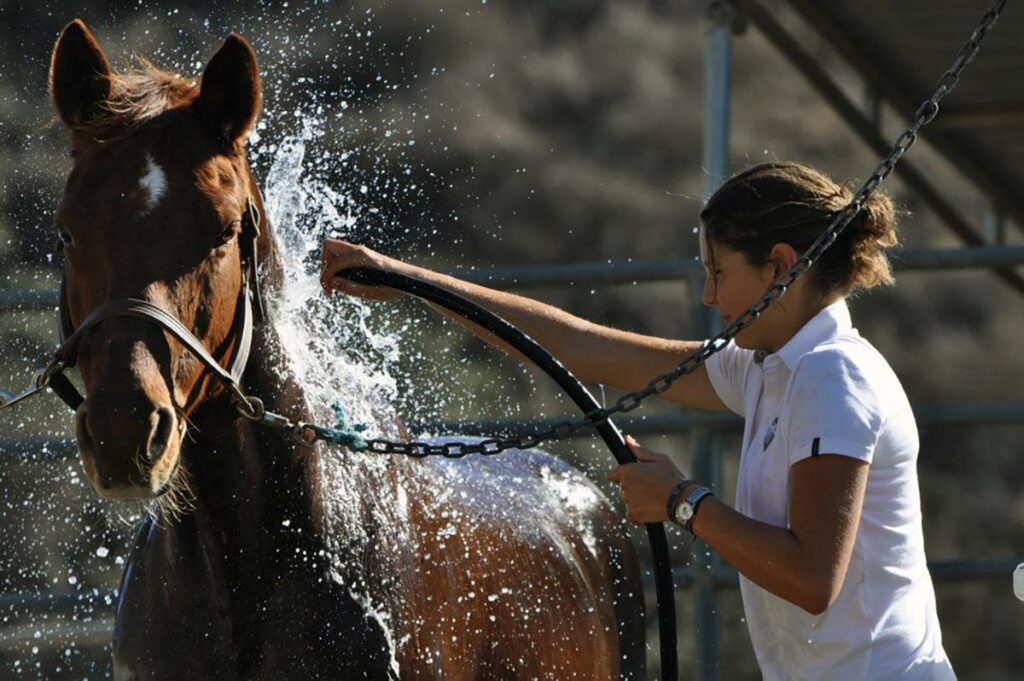 A teenage girl sprays her chestnut horse off with hose water in a wash stall.