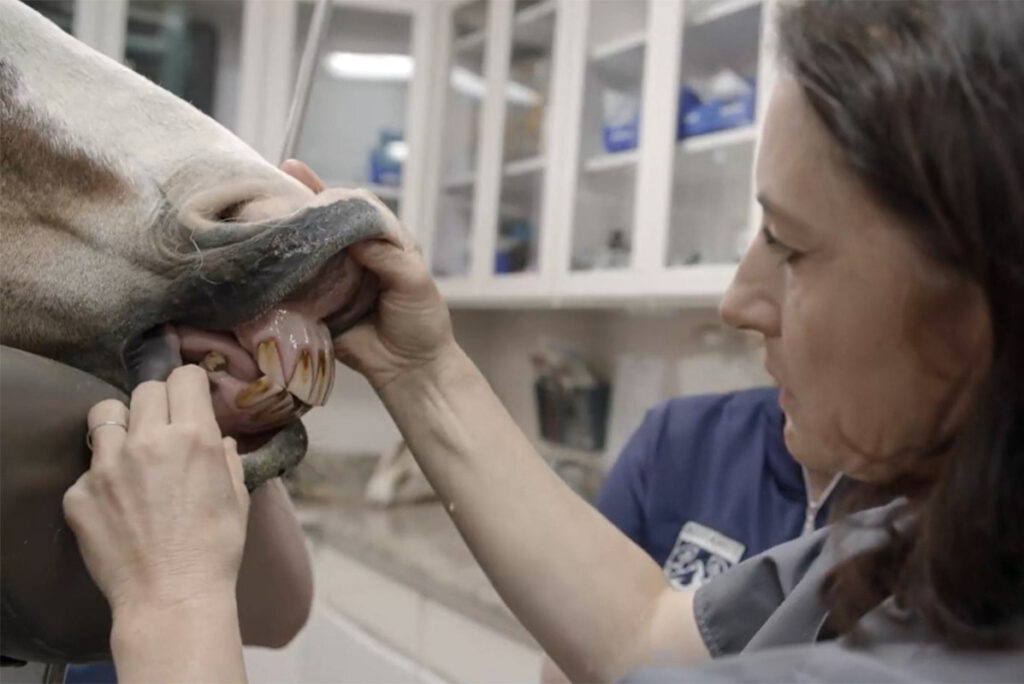 close up image of a female veterinarian checking a senior horse's teeth while talking about the benefits of lifelong horse care