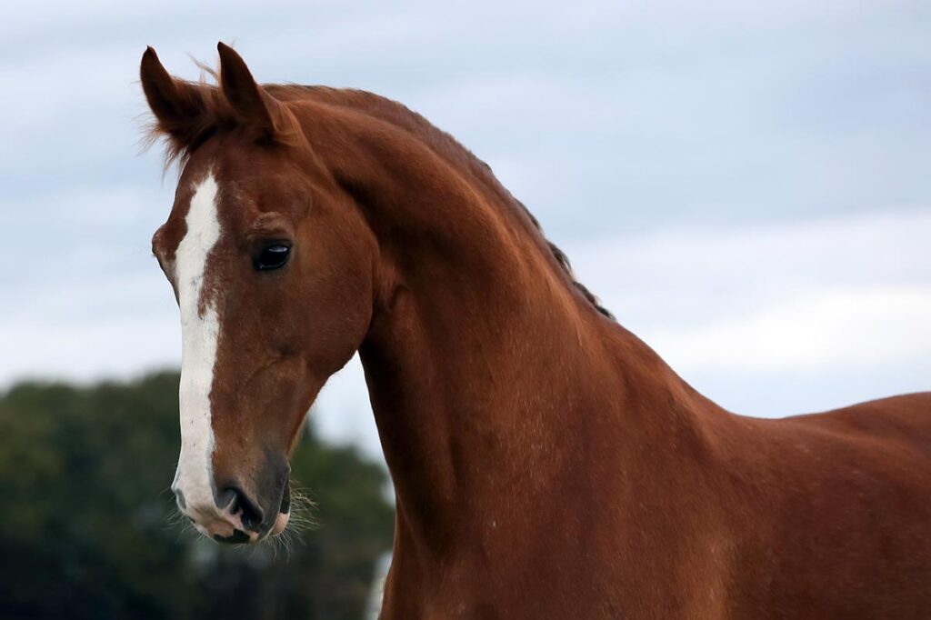 a spooky horse with a chestnut blaze stares at a scary object