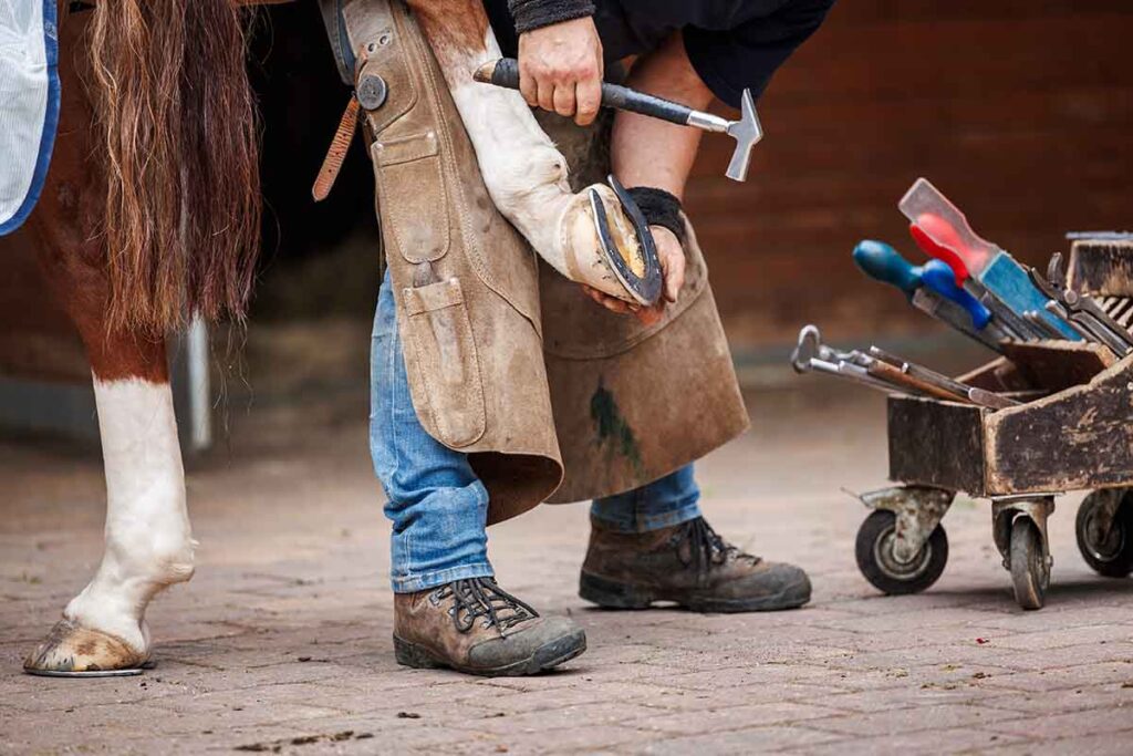 A farrier nails a horseshoe onto the back hoof of a chestnut horse