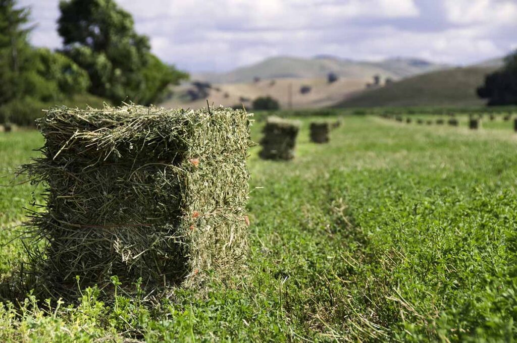 A bale of alfalfa hay in a field after harvest for feeding horses alfalfa