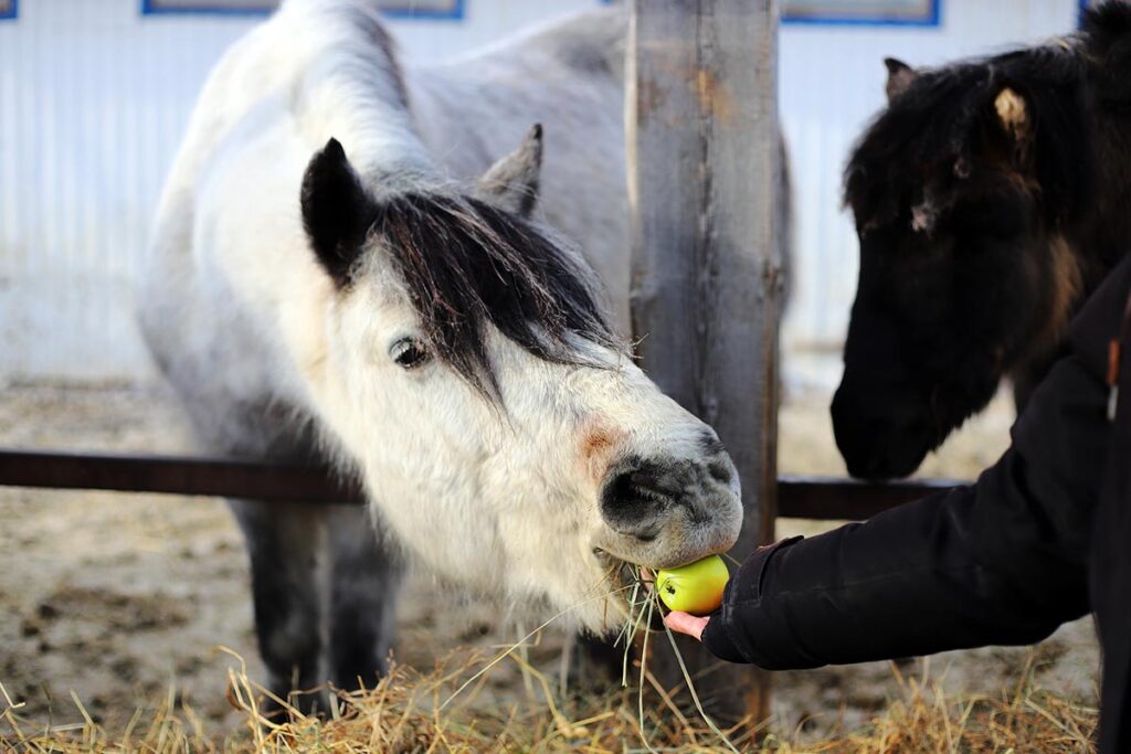 Feeding a fuzzy gray horse an apple over the fenceline