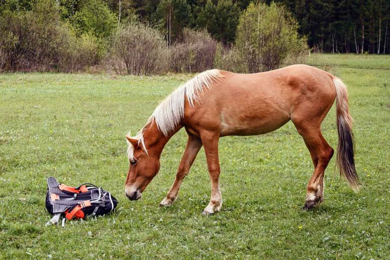 Poll: What Does Your Horse Spook At?