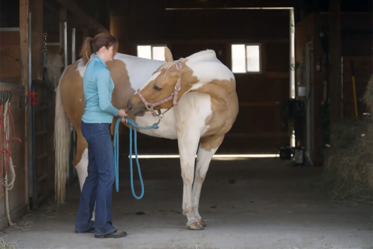 a woman asks her paint horse to perform carrot stretches in the barn aisle