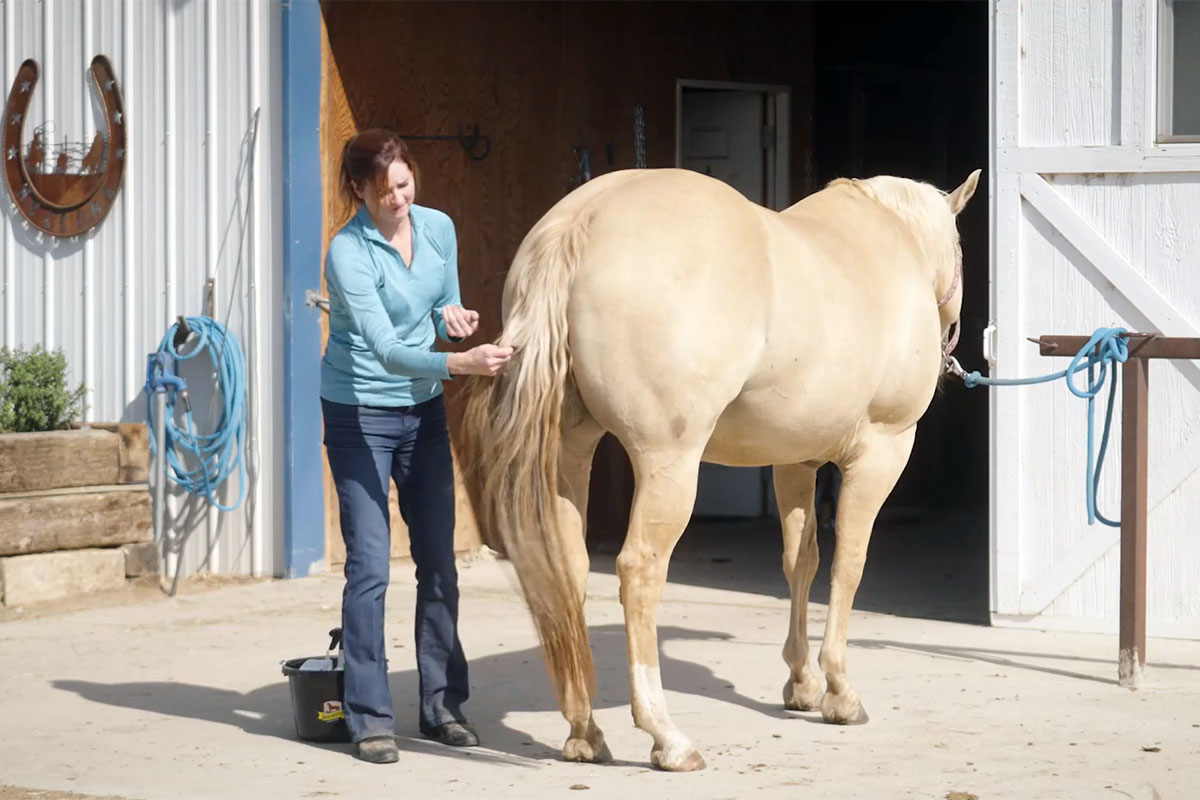 a woman in a blue shirt applies detangling cream to a palomino horse's tail