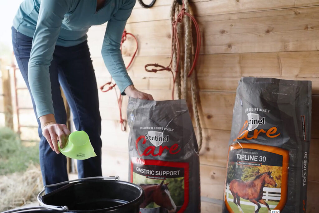 A woman scoops horse feed from a bag of grain into a black bucket.