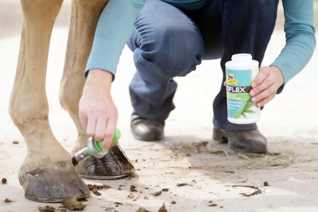 a rider demonstrates how to apply hoof conditioner for horses to a horse's hoof wall.