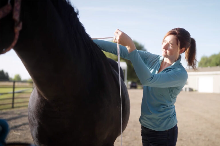 a woman uses a weight tape to measure how tall her black quarter horse is.