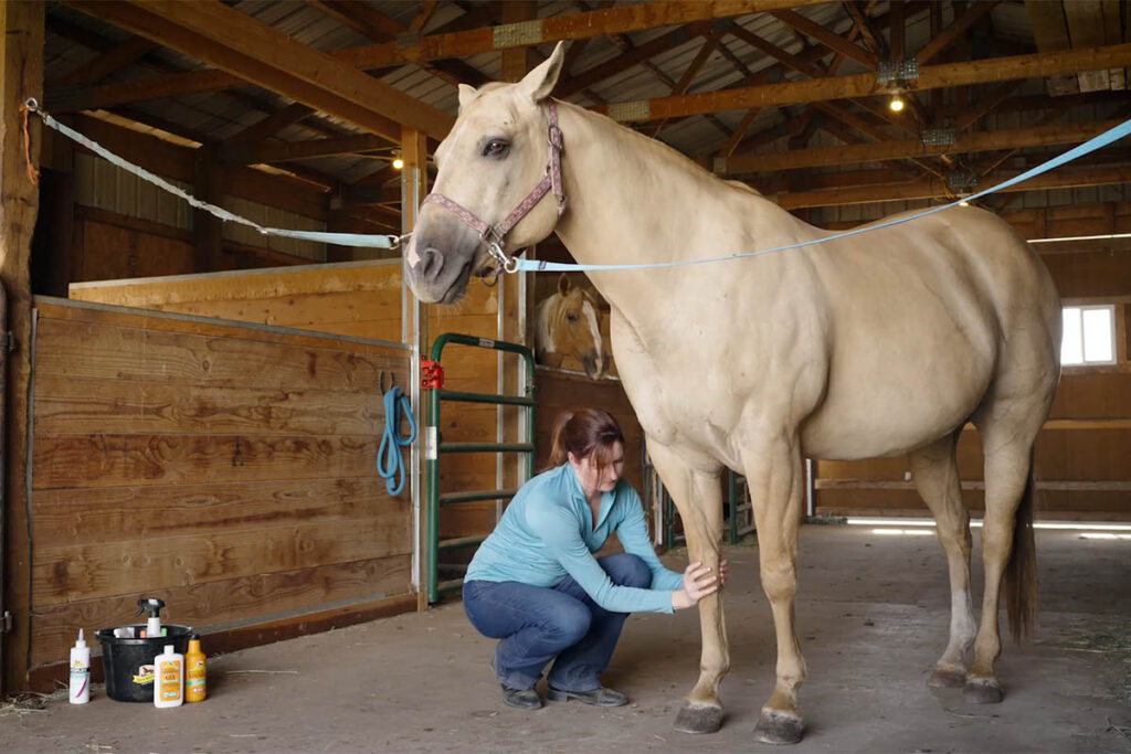 a woman demonstrates how to use liniment on horses with her palomino mare in a barn aisle