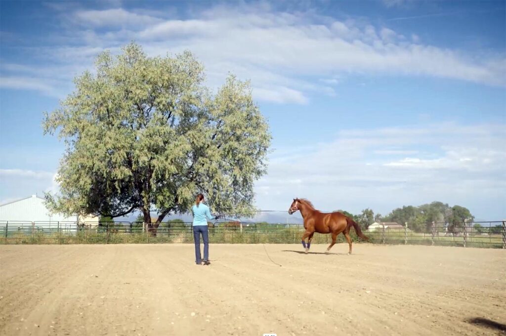 a woman in a blue shirt longes a chestnut quarter horse on a bright sunny summer day in a round pen