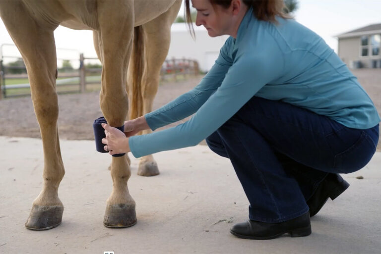 a woman demonstrates how to apply polo wraps to a palomino horse's front legs.