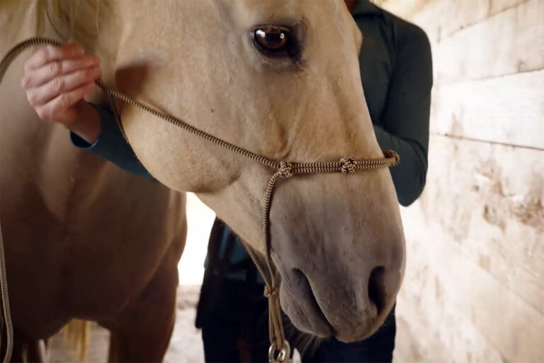 a woman demonstrates how to put a rope halter on a horse with her palomino quarter horse