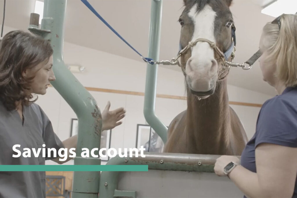 A savings account can be a good option for payment for vet bills, like this paint horse being prepared for a dental exam