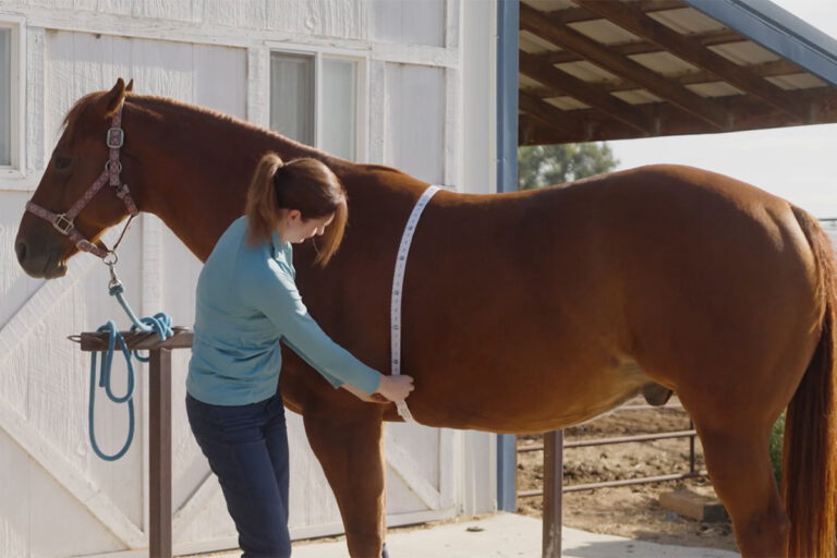 a woman uses a weight tape to determine how much her chestnut quarter horse weighs