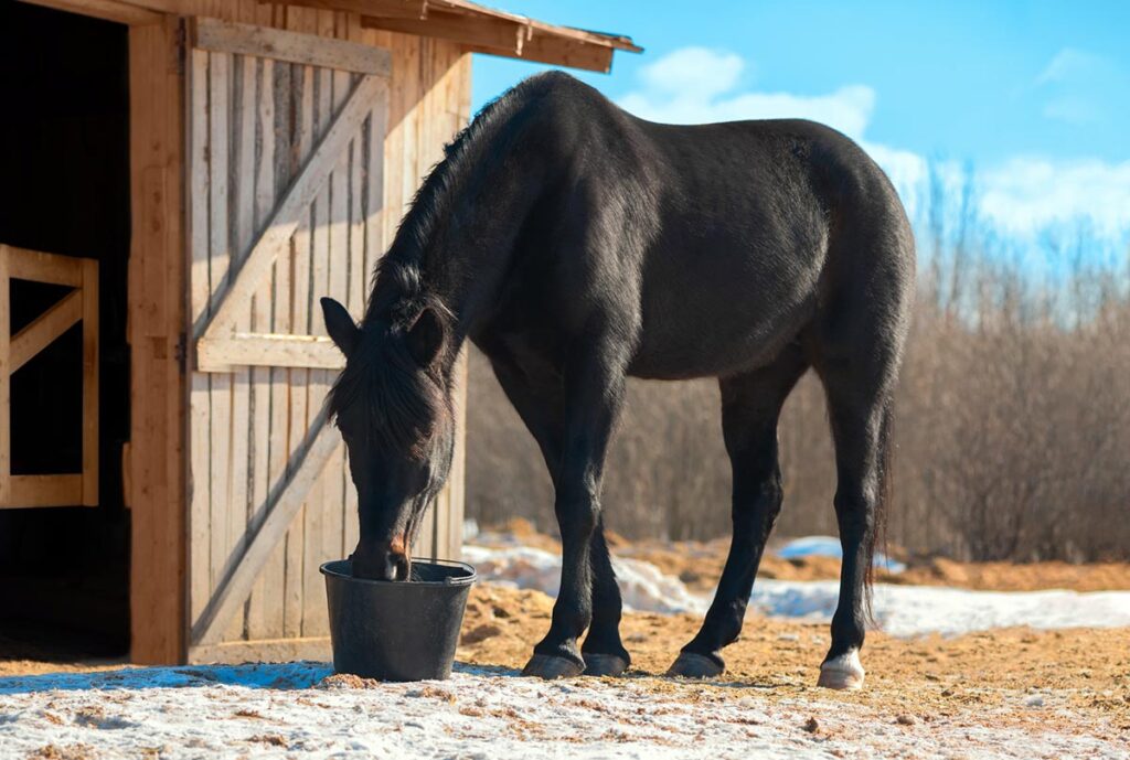 a black horse drinks water from a bucket in winter outside a barn