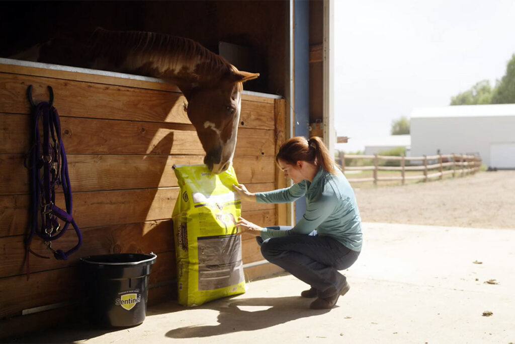 A horse owner feeding to prevent colic read the back of a feed bag while her paint horse looks over the stall door