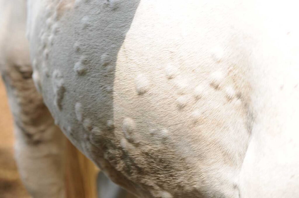 hives in horses is a frustrating but manageable condition. Here is a close up of the side of a gray horse with hives.