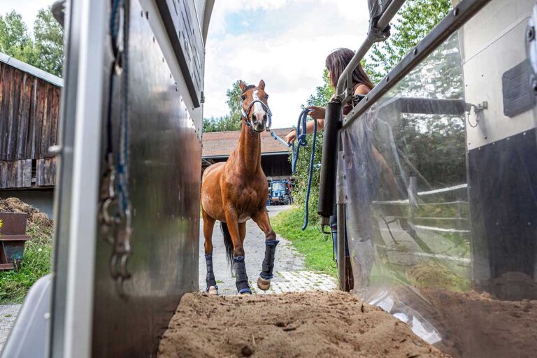 A woman leads her bay horse into a horse trailer to evacuate from a natural disaster after putting together a horse evacuation kit