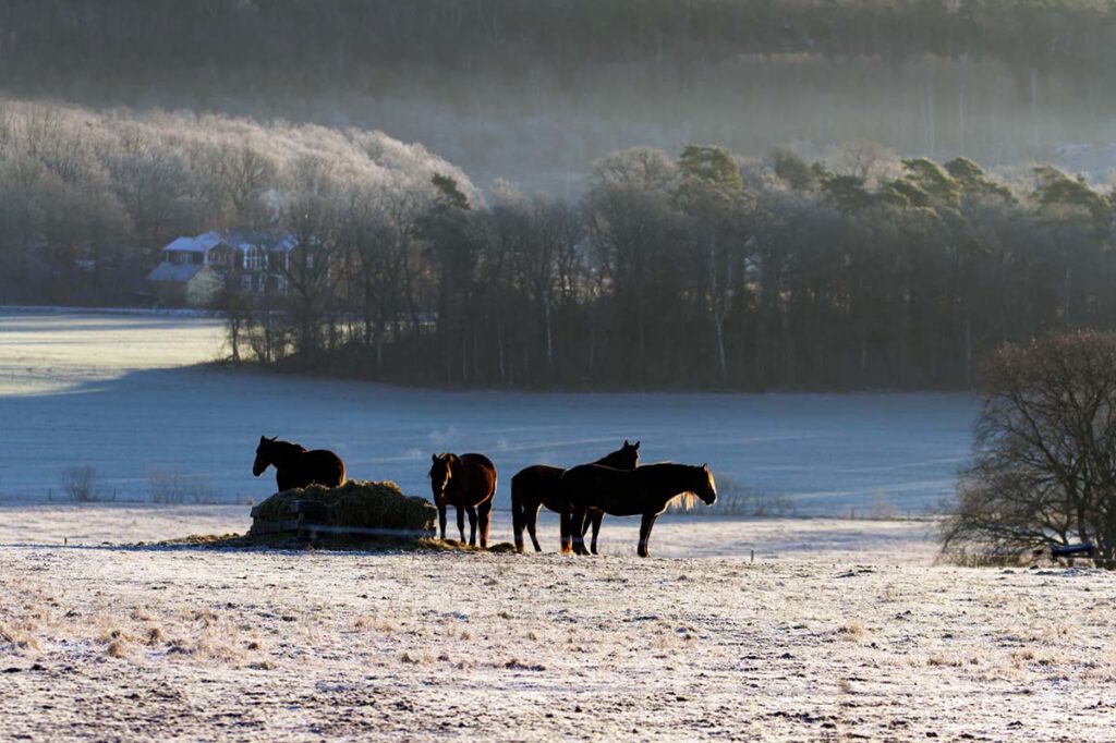 Four brown horses stand by a round bale of hay in a snowy pasture in winter