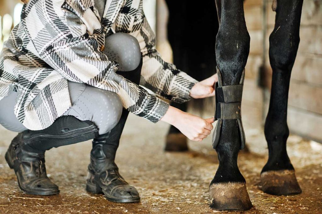 An equestrian puts black turnout boots on her bay horse's legs before riding.