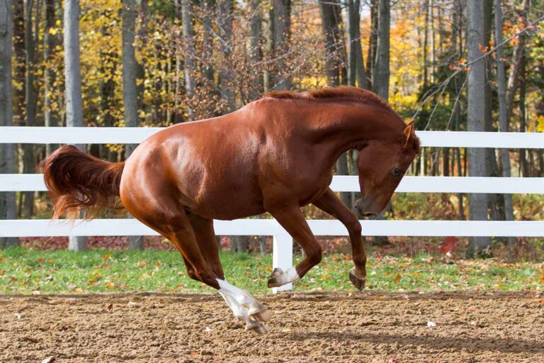 A chestnut misbehaving horse bucks while running in the paddock