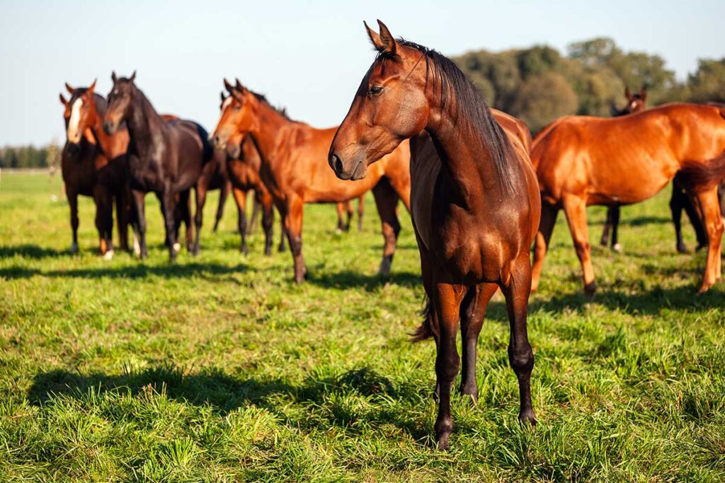 horse feeding rates differ depending on your horse's life stage, like this young adult bay horse in a field with a herd of other horses.