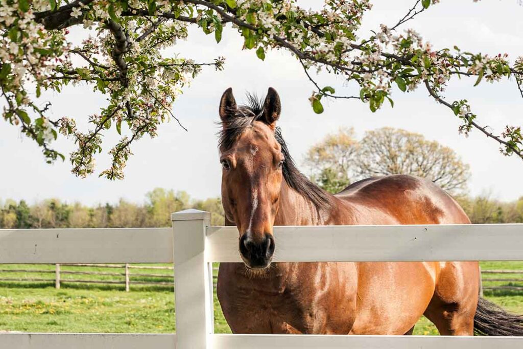 when keeping a horse on 1 acre or less, make sure your horse gets plenty of forage and exercise