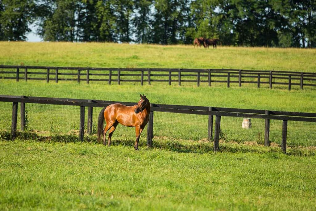 A bay horse is weaving or pacing along the fence line of his lush green pasture