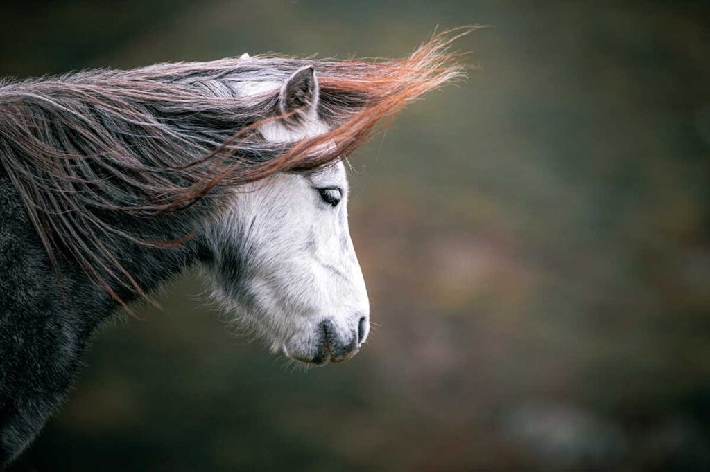 the head and neck of a dark gray pony with his mane blowing in the wind on a gusty day. How to protect a horse from the wind.