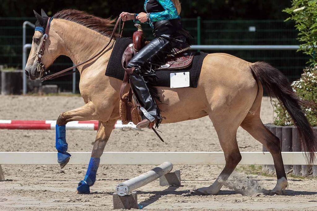 a cowgirl canters a western buckskin horse over a raised pole in an arena