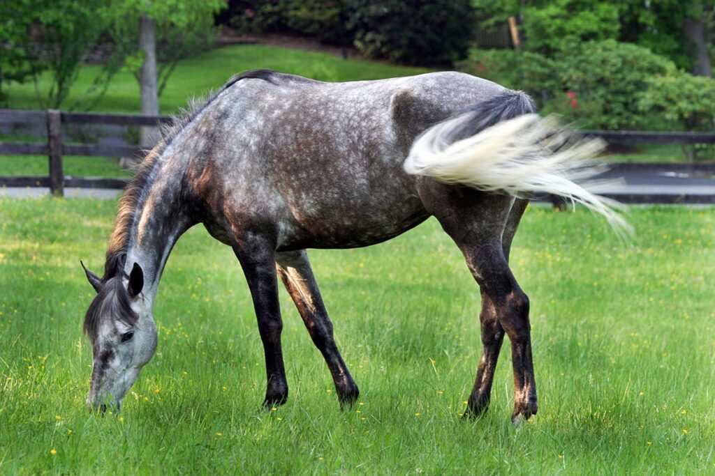 A dapple gray horse grazing in a lush field. The horse's tail is swishing away flies.