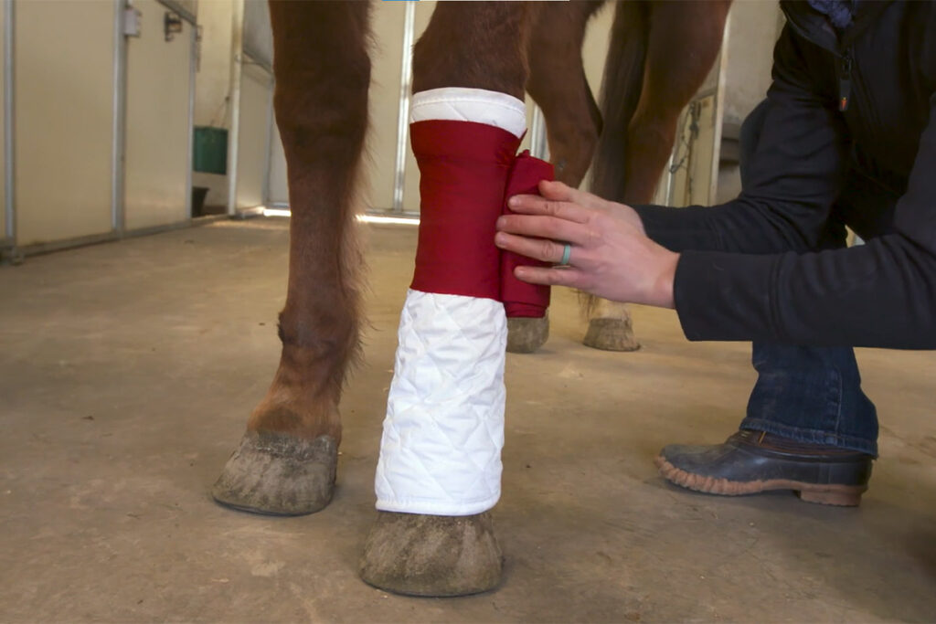 a veterinarian applies a standing wrap bandage to a chestnut horse's front leg to treat stocking up in horses