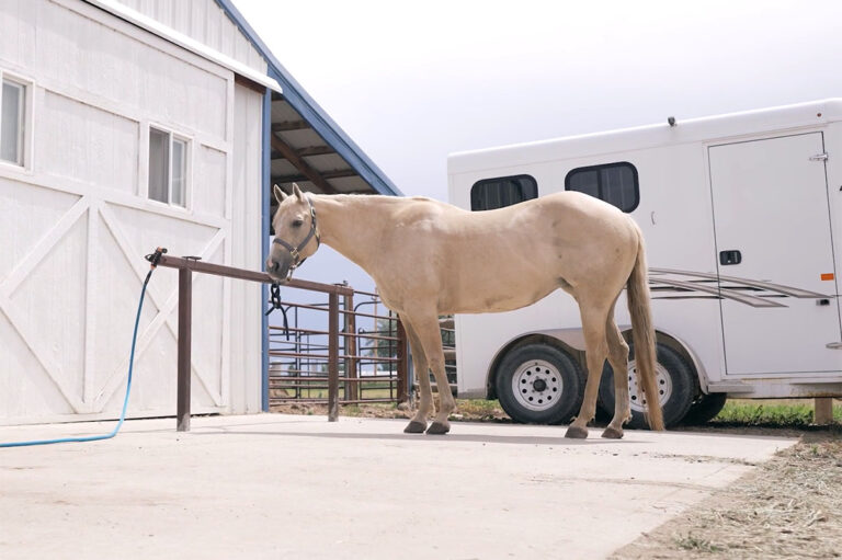A palomino mare is tied to a hitching post outside the barn on a sunny day