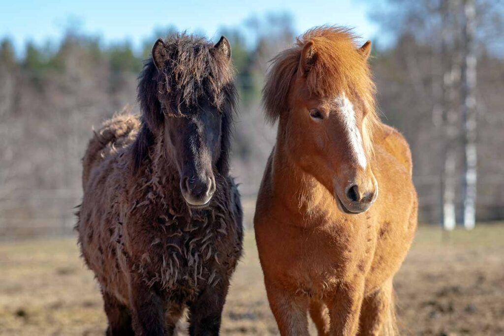 A bay and chestnut horse, one horse isn't shedding his winter coat yet.