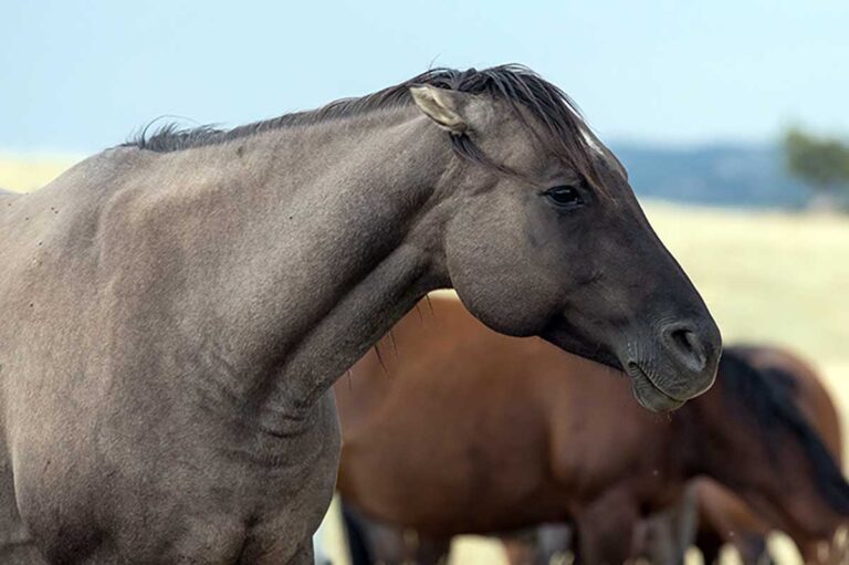 a blue roan horse with pinned ears in a field of other horses