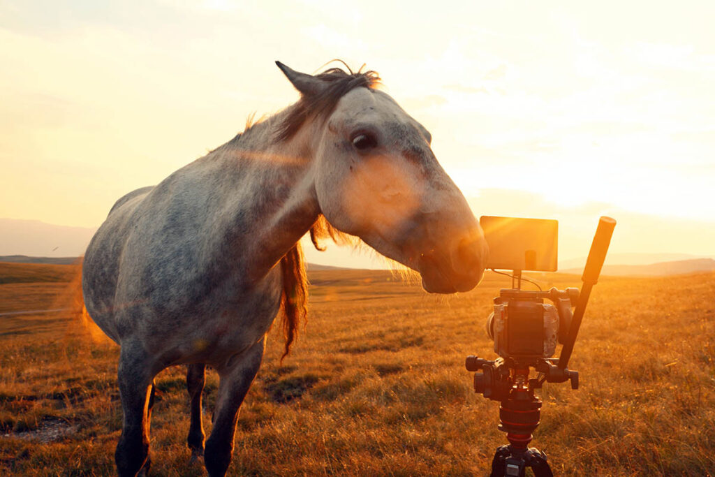 a dapple gray horse sniffs a video camera in a field at dusk