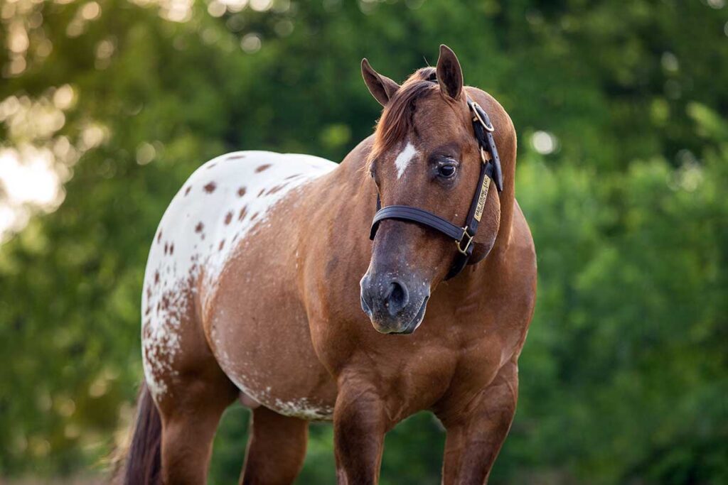 a brown appaloosa with a blanket of spots on his hindquarters poses for the camera