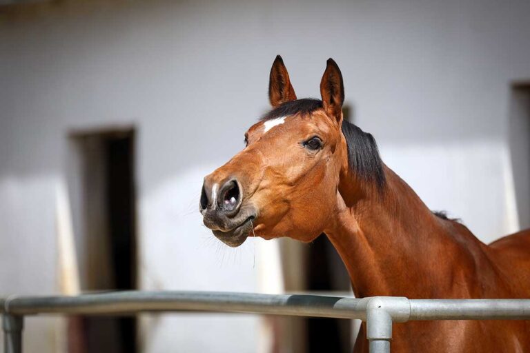 a bay horse nickers against a barn backdrop. what does it mean when a horse nickers?