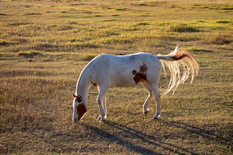 a bay and white paint horse swishing its tail while grazing in a field at dusk