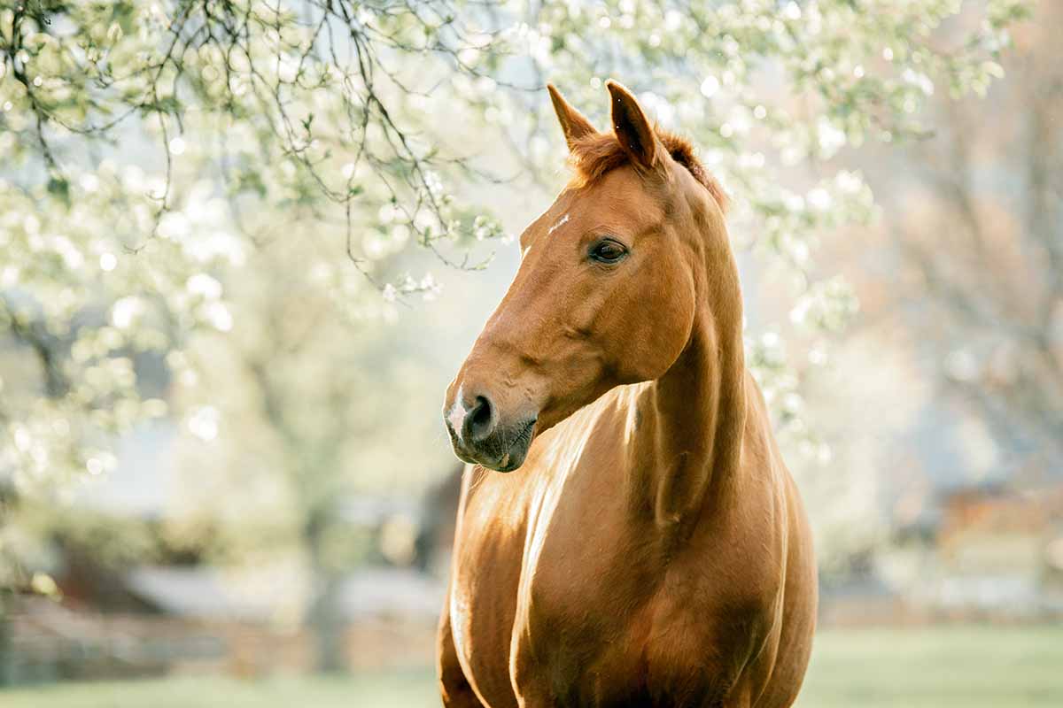 A chestnut horse in spring against a background of flowering trees