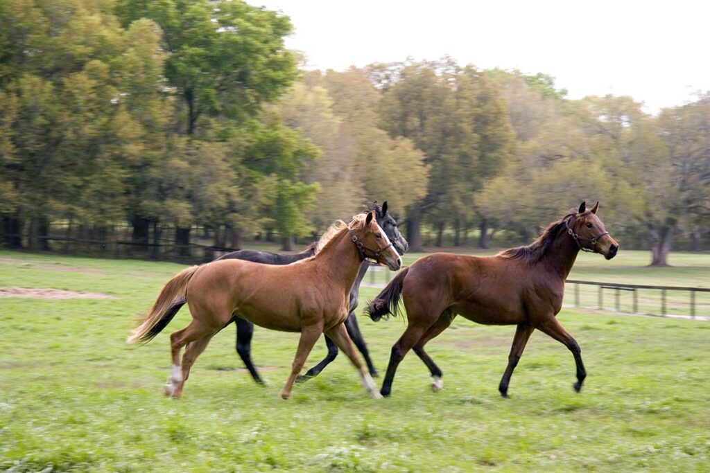three young horses trot across a green pasture