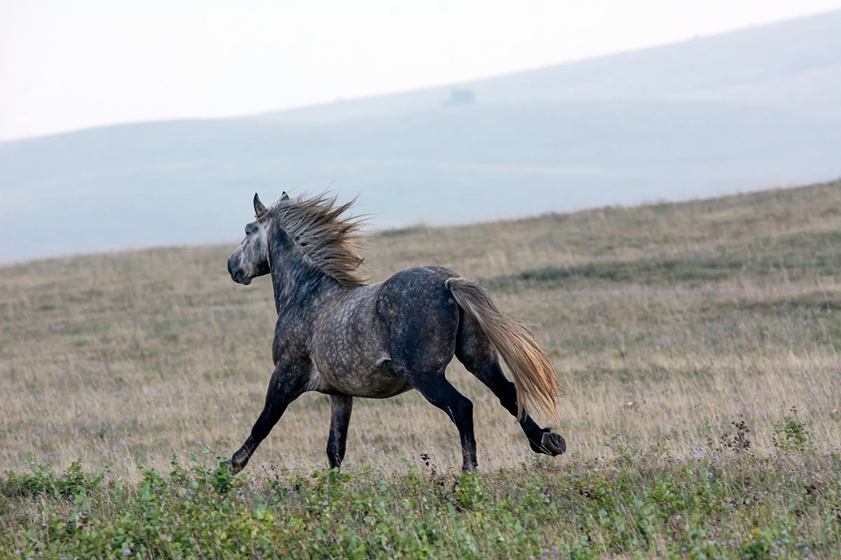 a dapple gray horse gallops away from the camera loose in a field