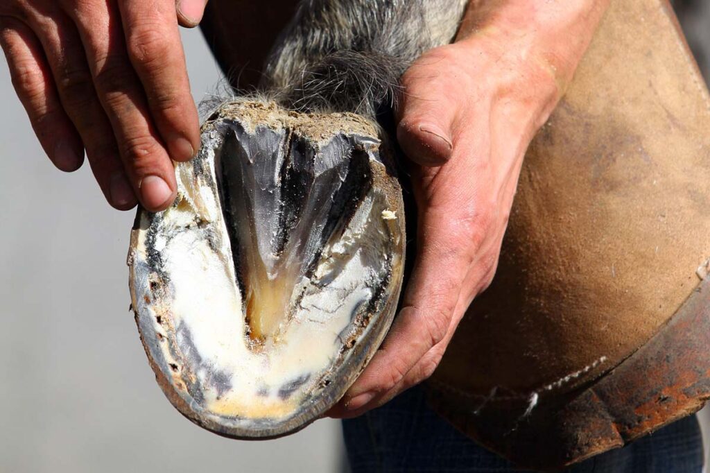 a close-up image of a farrier holding a horse's foot and looking at the underside of the hoof, including the sole and frog.
