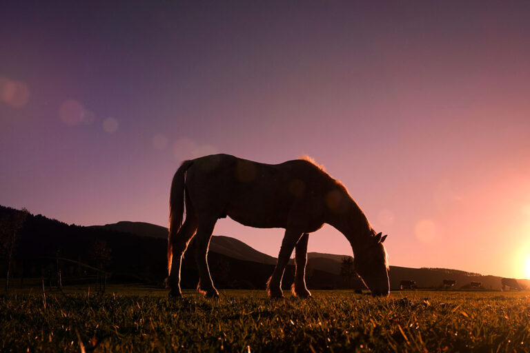 a silhouette of a horse grazing at dusk, night turnout for horses