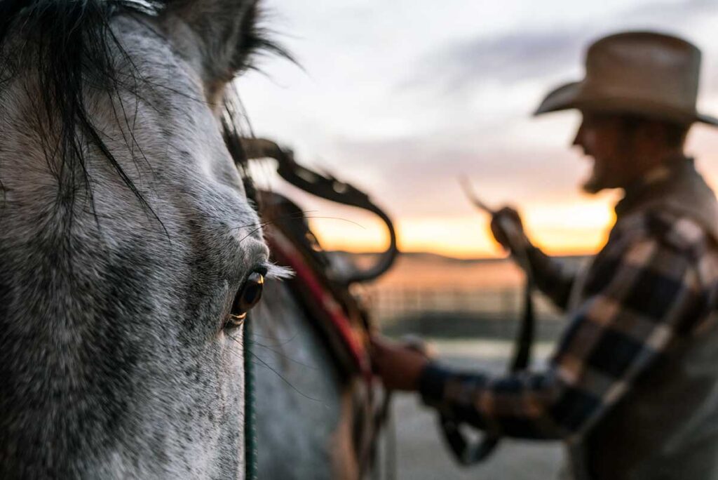 close up photo of a dark gray horse's face and eye as a man saddles him out of focus in the background