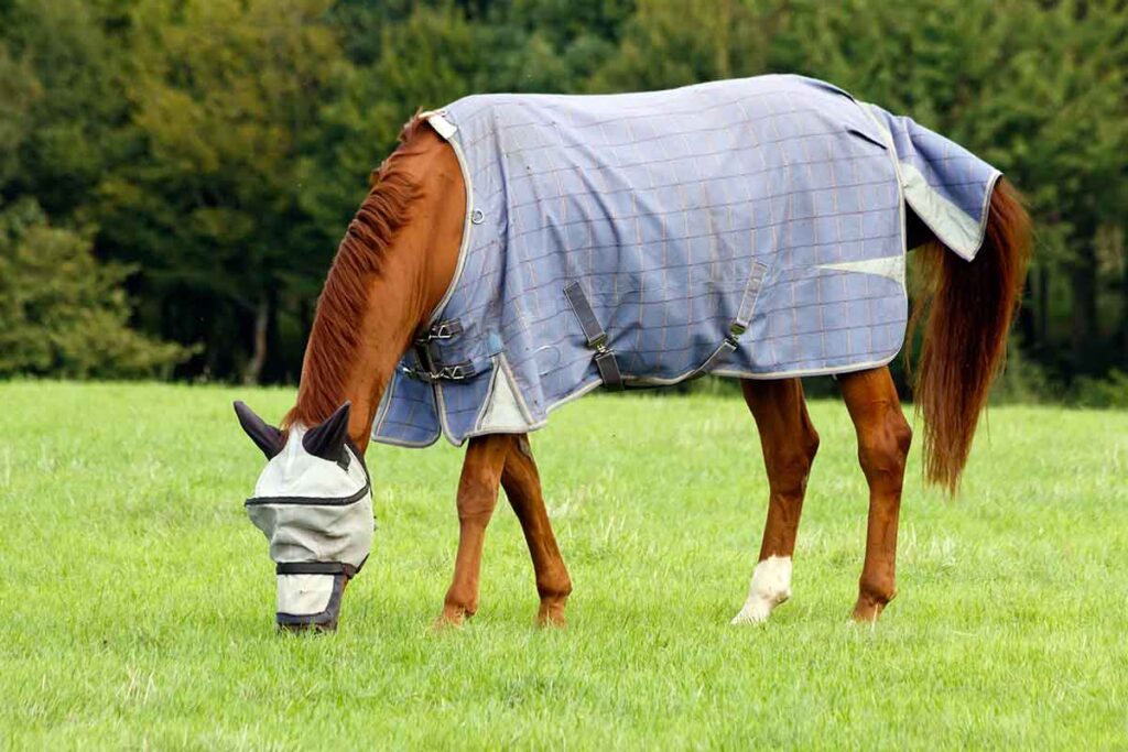 a chestnut horse wearing a fly mask and fly sheet grazes on green grass