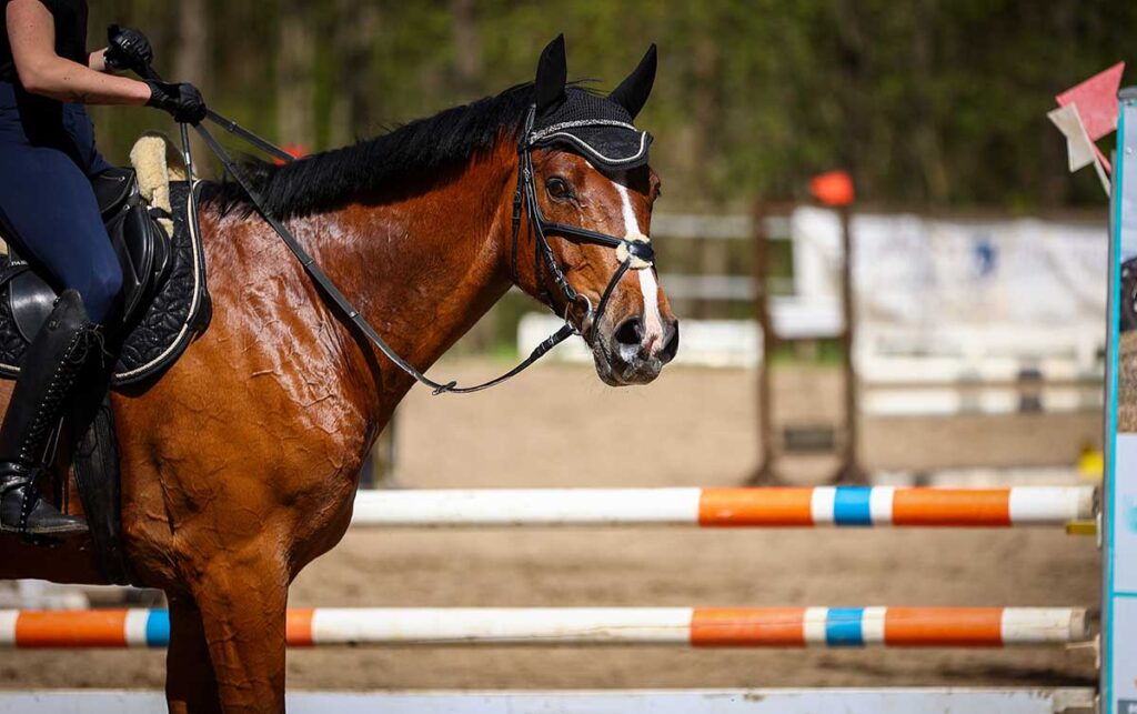 A bay horse sweating while being ridden in a jumping arena