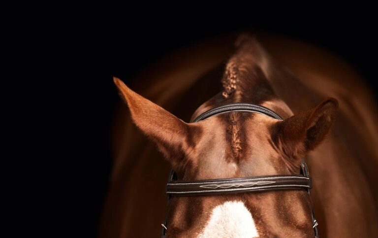 A chestnut horse's poll and ears wearing an English bridle and a braided mane. How to trim a horse's bridlepath.